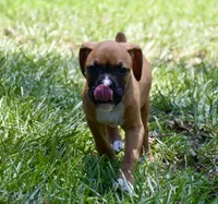 Pink, a female Boxer for sale in Marietta, SC – 2 of 5
