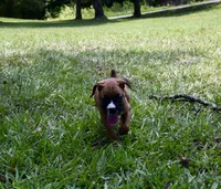 Blue, a male Boxer for sale in Marietta, SC – 2 of 4