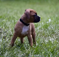 Black, a male Boxer for sale in Marietta, SC – 5 of 7