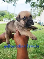 Yellow collar female , a female Cane Corso for sale in Ruther Glen, VA – 5 of 7