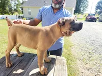 Blue Collar, a male Cane Corso for sale in Ruther Glen, VA – Photo 3 of 7