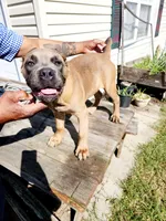 Blue Collar, a male Cane Corso for sale in Ruther Glen, VA – Photo 6 of 7