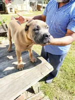 Blue Collar, a male Cane Corso for sale in Ruther Glen, VA – Photo 5 of 7