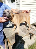 Blue Collar, a male Cane Corso for sale in Ruther Glen, VA – Photo 2 of 7