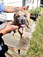 Blue Collar, a male Cane Corso for sale in Ruther Glen, VA – Photo 7 of 7