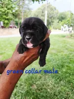 Green collar , a male Cane Corso for sale in Ruther Glen, VA – 2 of 6