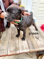 green collar, a female Cane Corso for sale in Ruther Glen, VA – Photo 2 of 5