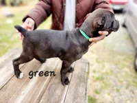 green collar, a female Cane Corso for sale in Ruther Glen, VA – Photo 3 of 5
