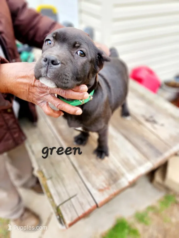 green collar, a female Cane Corso for sale in Ruther Glen, VA – Photo 1 of 5