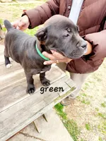 green collar, a female Cane Corso for sale in Ruther Glen, VA – Photo 5 of 5