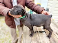 green collar, a female Cane Corso for sale in Ruther Glen, VA – Photo 4 of 5