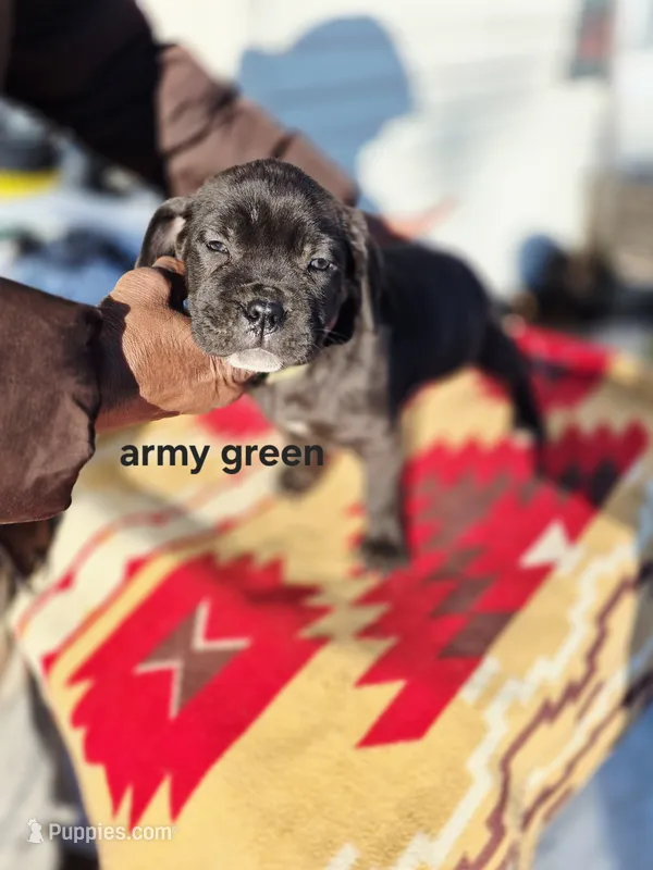 Army green collar