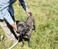 Pink 3, a female Cane Corso for sale in Ruther Glen, VA – 3 of 9