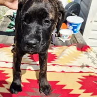 Pink 3, a female Cane Corso for sale in Ruther Glen, VA – Photo 4 of 8