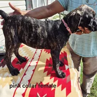 Pink 3, a female Cane Corso for sale in Ruther Glen, VA – Photo 8 of 8