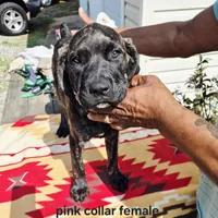 Pink 3, a female Cane Corso for sale in Ruther Glen, VA – Photo 5 of 8
