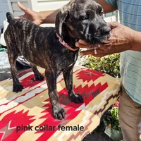 Pink 3, a female Cane Corso for sale in Ruther Glen, VA – Photo 6 of 8