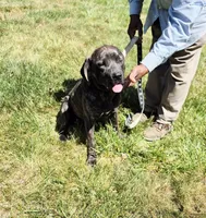 Pink 3, a female Cane Corso for sale in Ruther Glen, VA – 5 of 9