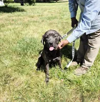 Pink 3, a female Cane Corso for sale in Ruther Glen, VA – 6 of 9