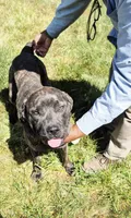 Pink 3, a female Cane Corso for sale in Ruther Glen, VA – 2 of 9