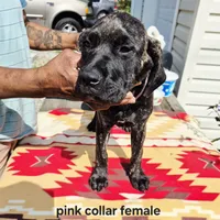 Pink 3, a female Cane Corso for sale in Ruther Glen, VA – Photo 1 of 8