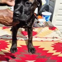 Pink 3, a female Cane Corso for sale in Ruther Glen, VA – Photo 7 of 8