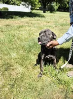 Pink 3, a female Cane Corso for sale in Ruther Glen, VA – 4 of 9