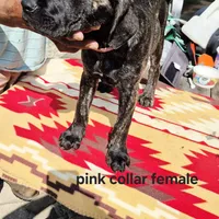 Pink 3, a female Cane Corso for sale in Ruther Glen, VA – Photo 2 of 8