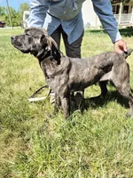 Pink 3, a female Cane Corso for sale in Ruther Glen, VA – 9 of 9