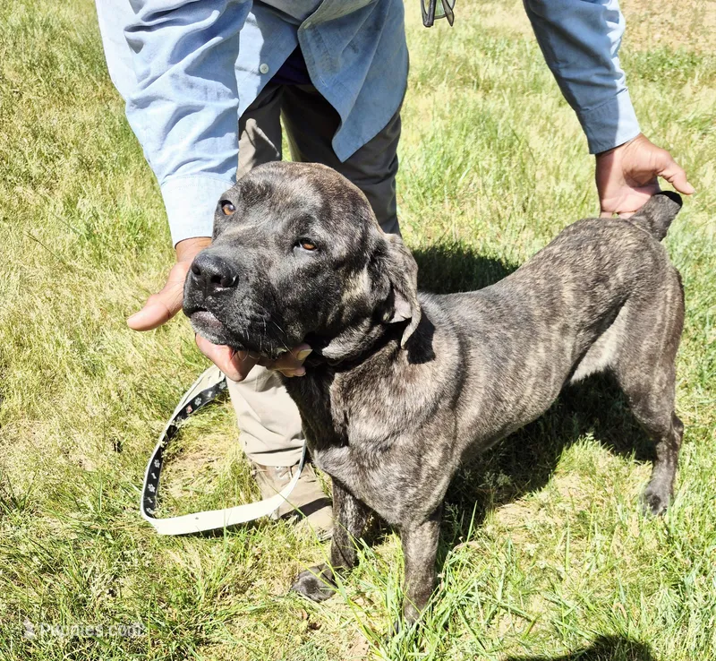 Pink 3 – Cane Corso puppy for sale in Ruther Glen, VA