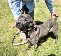 Pink 3, a female Cane Corso for sale in Ruther Glen, VA – 1 of 9