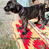 Pink 3, a female Cane Corso for sale in Ruther Glen, VA – Photo 3 of 8
