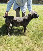 Pink 3, a female Cane Corso for sale in Ruther Glen, VA – 8 of 9