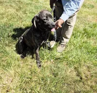 Pink 3, a female Cane Corso for sale in Ruther Glen, VA – 7 of 9