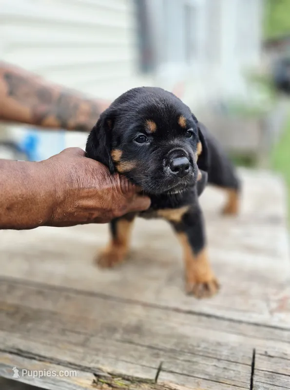 White  – Rottweiler, Cane Corso puppy for sale in Ruther Glen, VA