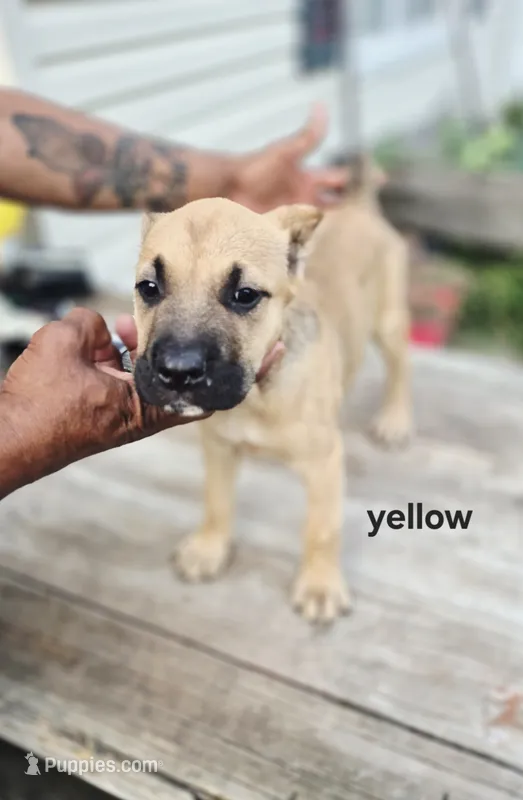Yellow collar female  – Cane Corso puppy for sale in Ruther Glen, VA