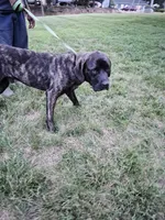 Aries, a male Cane Corso for sale in Ruther Glen, VA – 4 of 6
