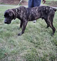 Aries, a male Cane Corso for sale in Ruther Glen, VA – 2 of 6
