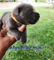 Orange collar, a male Cane Corso for sale in Ruther Glen, VA – 2 of 6