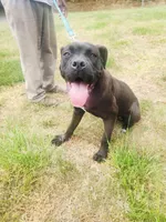 Brown, a female Cane Corso for sale in Ruther Glen, VA – 3 of 3