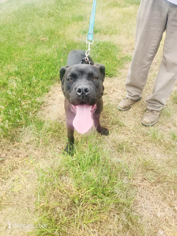 Brown – Cane Corso puppy for sale in Ruther Glen, VA
