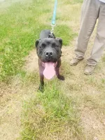 Brown, a female Cane Corso for sale in Ruther Glen, VA – 1 of 3