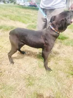 Brown, a female Cane Corso for sale in Ruther Glen, VA – 2 of 3