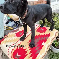 Brown, a female Cane Corso for sale in Ruther Glen, VA – Photo 10 of 10