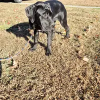 Brown, a female Cane Corso for sale in Ruther Glen, VA – Photo 3 of 10