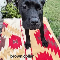 Brown, a female Cane Corso for sale in Ruther Glen, VA – Photo 9 of 10