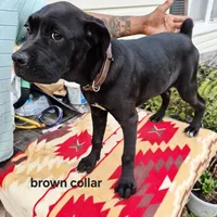 Brown, a female Cane Corso for sale in Ruther Glen, VA – Photo 8 of 10