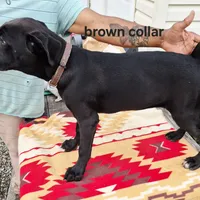 Brown, a female Cane Corso for sale in Ruther Glen, VA – Photo 6 of 10