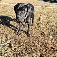 Brown, a female Cane Corso for sale in Ruther Glen, VA – Photo 2 of 10