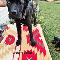 Brown, a female Cane Corso for sale in Ruther Glen, VA – Photo 7 of 10